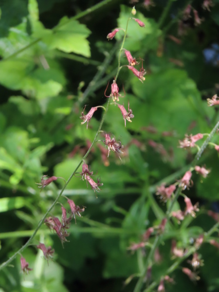 pick-a-back plant / Tolmiea menziesii: _Tolmiea menziesii_ is native to western North America, but is fairly commonly naturalised in parts of the British Isles, such as around Glasgow, around Manchester and in Cornwall.