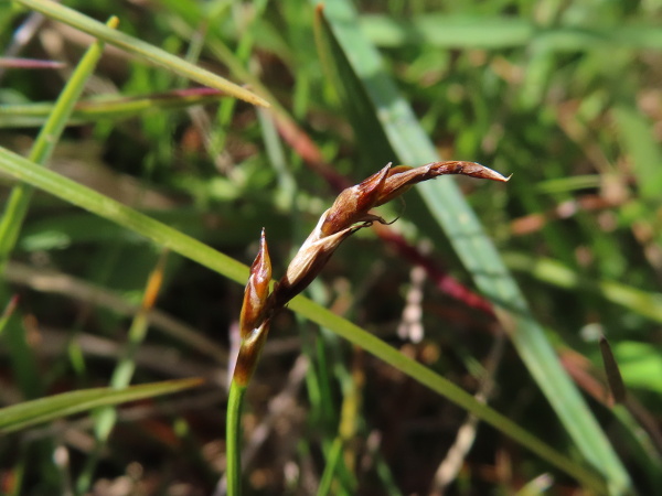 dioecious sedge / Carex dioica: Male spikes are more inconspicuous; where they have a few female flowers at the base, they can resemble the ecologically similar _Carex pulicaris_.