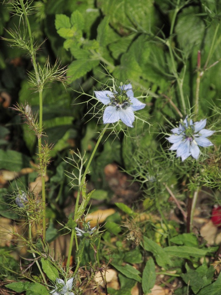 love-in-a-mist / Nigella damascena: _Nigella damascena_ is a popular garden plant that can escape into waste ground and roadsides.