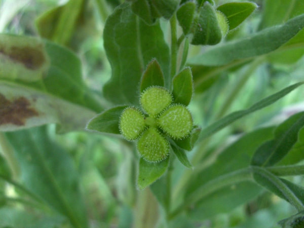hound’s-tongue / Cynoglossum officinale: The fruit of _Cynoglossum officinale_ comprises 4 flat-topped nutlets.