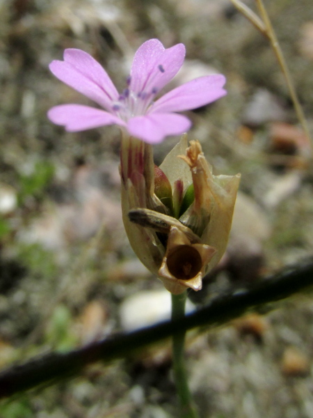 childing pink / Petrorhagia nanteuilii