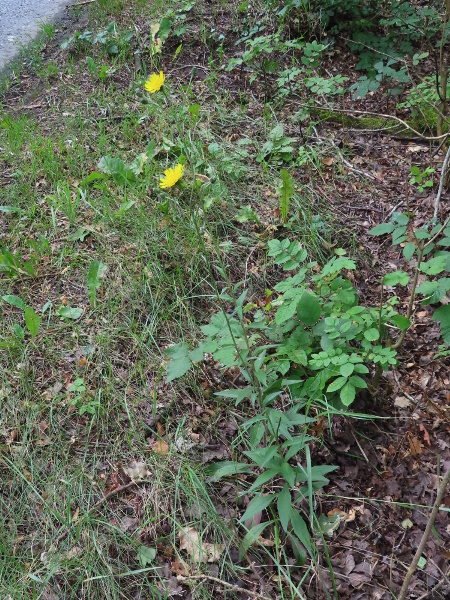 hawkweeds / Hieracium sect. Tridentata: _Heracium_ sect. _Tridentata_ is a group of hawkweeds with many stem-leaves.