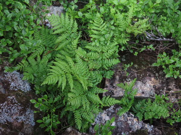 northern buckler-fern / Dryopteris expansa: _Dryopteris expansa_ is a fern of rock crevices and scree in the mountains of Scotland, northern England and Wales.