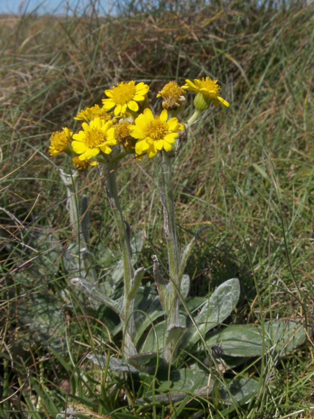 South Stack fleawort / Tephroseris integrifolia subsp. maritima