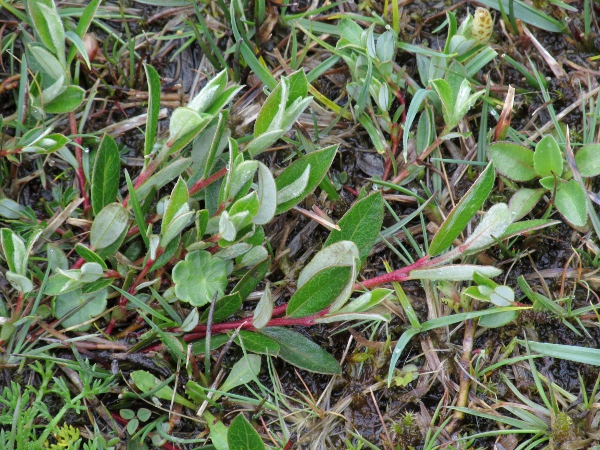 creeping willow / Salix repens: The common form, _Salix repens_ var. _repens_, is a creeping plant of heaths and moorland.