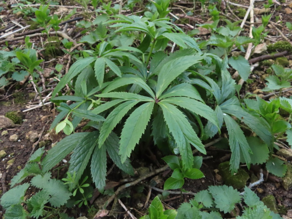 green hellebore / Helleborus viridis: _Helleborus viridis_ grows in calcareous woodland in England and eastern Wales.