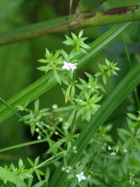 fen bedstraw / Galium uliginosum: _Galium uliginosum_ has smoothish fruits, pointed leaves and stems with small, backward-pointing spines.