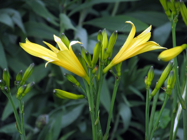 yellow day-lily / Hemerocallis lilioasphodelus: _Hemerocallis lilioasphodelus_ has inflorescences that comprise a few large, yellow, sweetly-scented, trumpet-shaped flowers.