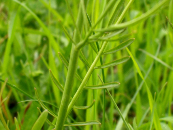 cuckooflower / Cardamine pratensis