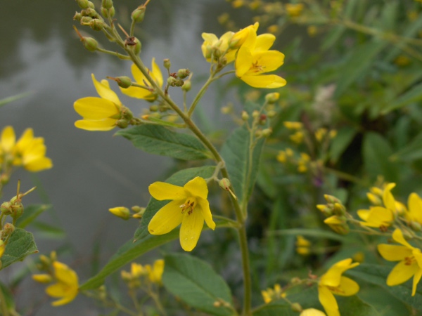 yellow loosestrife / Lysimachia vulgaris