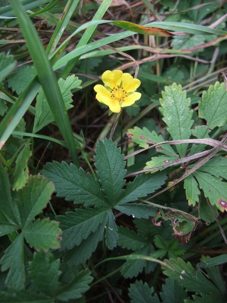 creeping cinquefoil / Potentilla reptans