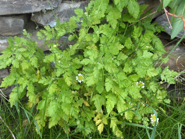 feverfew / Tanacetum parthenium: Habitus