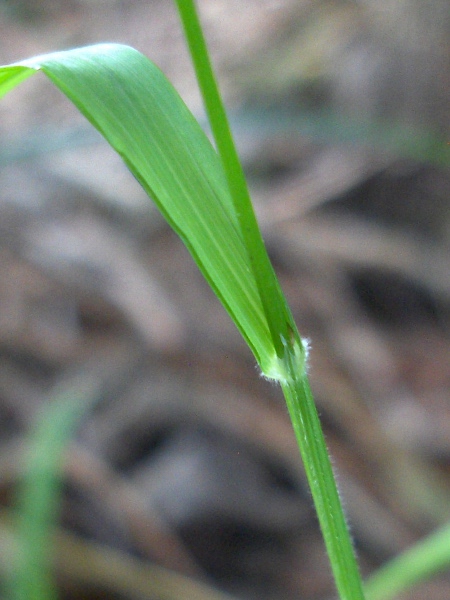 wood melick / Melica uniflora: The leaf sheaths of _Melica uniflora_ have a pointed ‘bristle’ on the side opposite the ligule, which is lacking in other grasses, including _Melica nutans_.