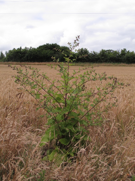 greater burdock / Arctium lappa