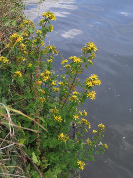 square-stalked St. John’s wort / Hypericum tetrapterum