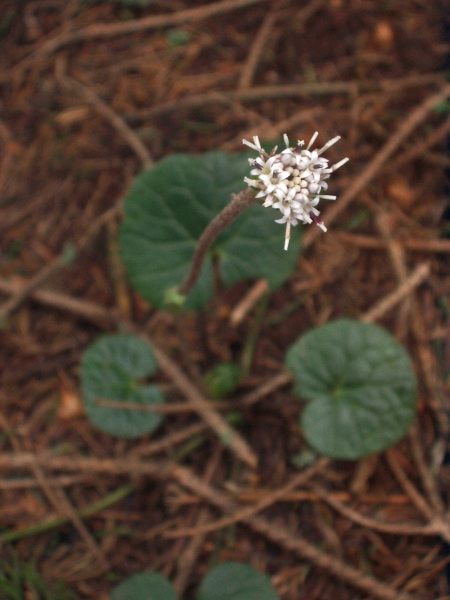 purple coltsfoot / Homogyne alpina: _Homogyne alpina_ is an Alpine species that persists in Corrie Fee (VC90), where it was probably planted in the 19<sup>th</sup> century.