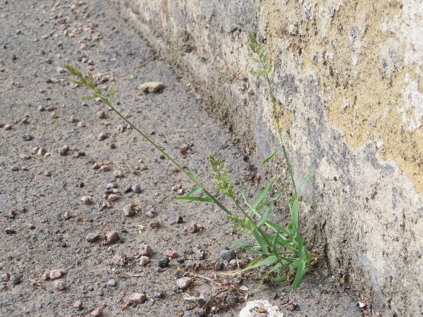 water bent / Polypogon viridis: _Polypogon viridis_ is a Mediterranean grass that, despite its name, lives on pavements and is rapidly spreading across Britain and Ireland from the south-east.