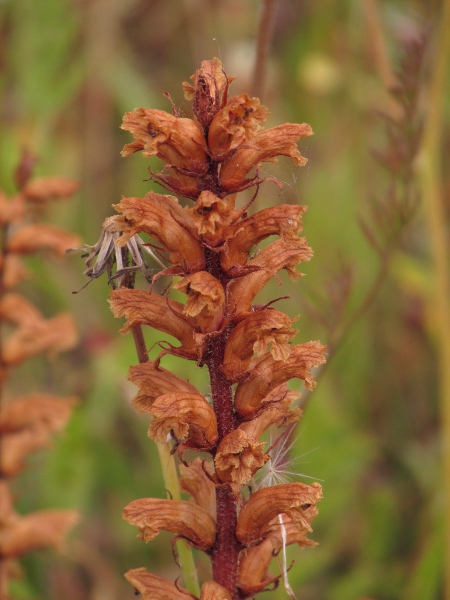common broomrape / Orobanche minor: Going to seed