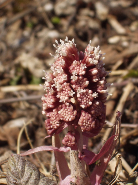 butterbur / Petasites hybridus: The inflorescences of _Petasites hybridus_ are dense cylindrical spikes, typically purplish in colour.