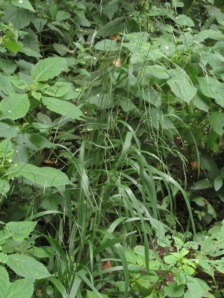 barren brome / Anisantha sterilis: Habitus