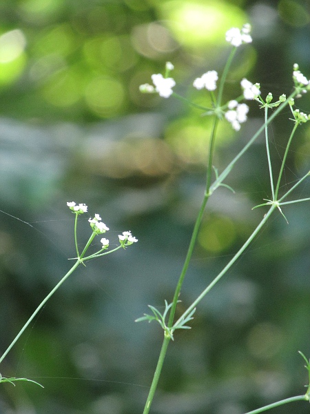 stone parsley / Sison amomum: The umbel-rays of _Sison amomum_ are often of noticeably different lengths.