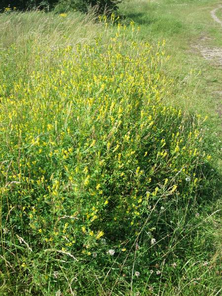 ribbed melilot / Melilotus officinalis: Habitus