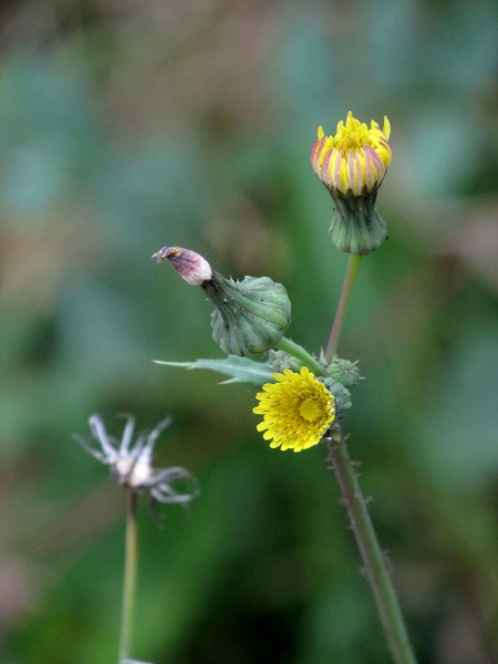 prickly sow-thistle / Sonchus asper: Inflorescences