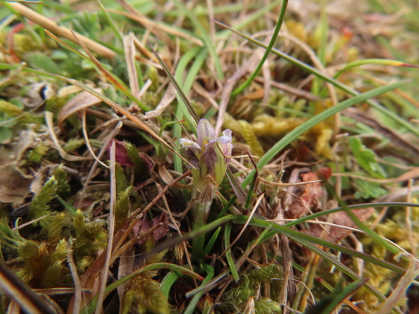 sand crocus / Romulea columnae