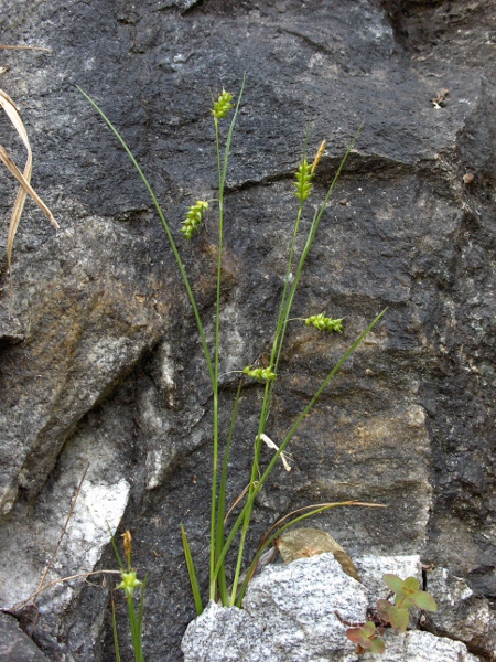 dotted sedge / Carex punctata: _Carex punctata_ grows where fresh water seeps down coastal cliffs, and sometimes where streams enter salt-marshes or beaches, in south-westerly parts of Great Britain and Ireland.