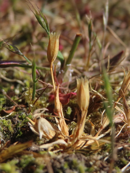 upright chickweed / Moenchia erecta: The fruit of _Moenchia erecta_ is a capsule that opens by 8 teeth.