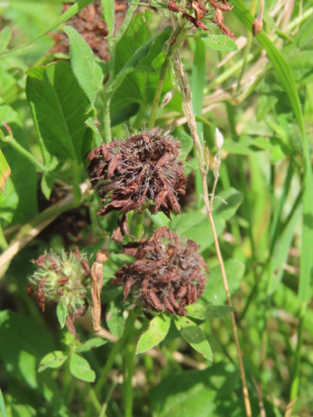 red clover / Trifolium pratense: The fruiting heads of _Trifolium pratense_ are dark and untidy, unlike the neater heads of stalked flowers in _Trifolium repens_.