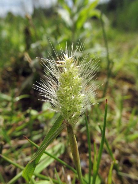 annual beard-grass / Polypogon monspeliensis: Inflorescence and inflated leaf sheath