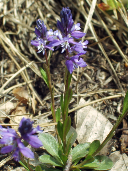 dwarf milkwort / Polygala amarella: _Polygala amarella_ has a basal leaf rosette, and grows in dry calcareous grassland in the North Downs, the Yorkshire Dales and in the North Pennines.