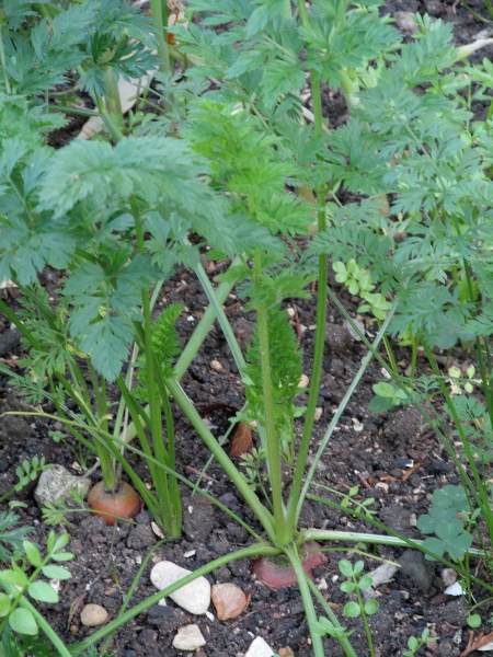 wild carrot / Daucus carota: _Daucus carota_ subsp. _sativus_ is the domesticated carrot.