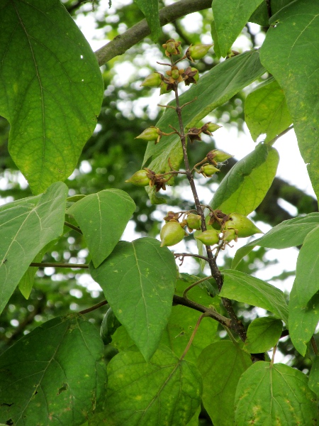 foxglove tree / Paulownia tomentosa: Leaves and developing fruit