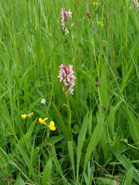 early marsh orchid / Dactylorhiza incarnata: _Dactylorhiza incarnata_ is a widespread but uncommon species of calcareous meadows, fens and dune-slacks.