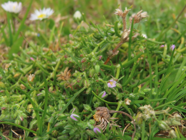 Greek sea-spurrey / Spergularia bocconei: _Spergularia bocconei_ is a small-flowered sea-spurrey, found mostly in the south-west, and possibly native at least in the Channel Islands.