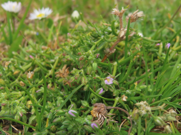 Greek sea-spurrey / Spergularia bocconei