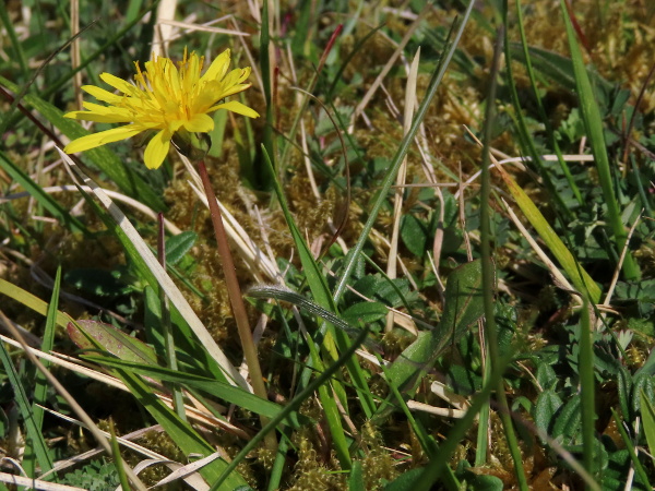 dandelions / Taraxacum sect. Celtica: Like _Taraxacum_ sect. _Hamata_, dandelions in _Taraxacum_ sect. _Celtica_ have streaky red colouration to the leaf midribs.