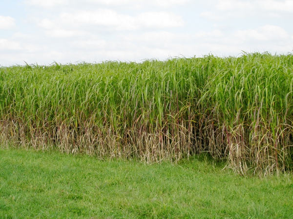 giant silver-grass / Miscanthus × giganteus