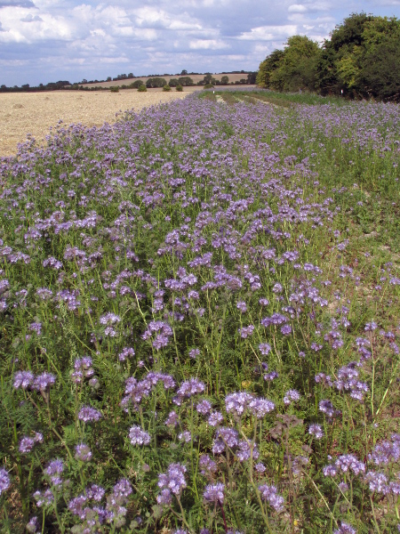 phacelia / Phacelia tanacetifolia: _Phacelia tanacetifolia_ is widely grown as a green manure in arable fields.