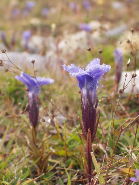 fringed gentian / Gentianopsis ciliata