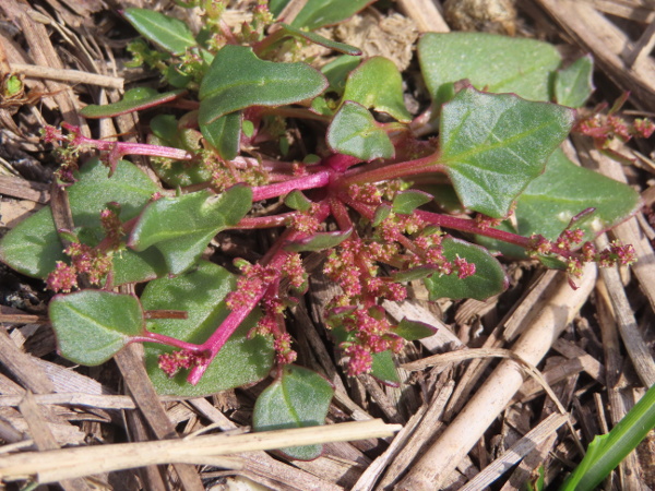 saltmarsh goosefoot / Oxybasis chenopodioides: _Oxybasis chenopdioides_ is very similar to _Oxybasis rubra_, but only grows in coastal marshes and ditches in the Thames Estuary of Kent and Essex, with outlying populations in Suffolk and Sussex.