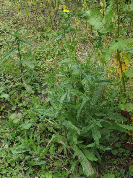 bristly oxtongue / Helminthotheca echioides: _Helminthotheca echioides_ grows in waste ground in the south-eastern half of England, and near the coasts of Wales, Ireland and northern England.