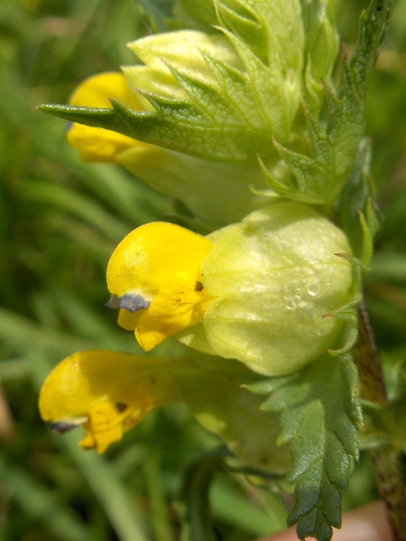 yellow rattle / Rhinanthus minor: The flowers of _Rhinanthus minor_ are pollinated by bumblebees.