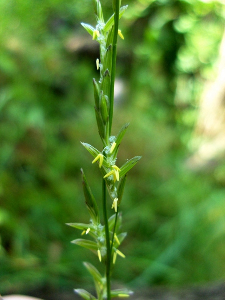 floating sweet-grass / Glyceria fluitans: Flowers at anthesis