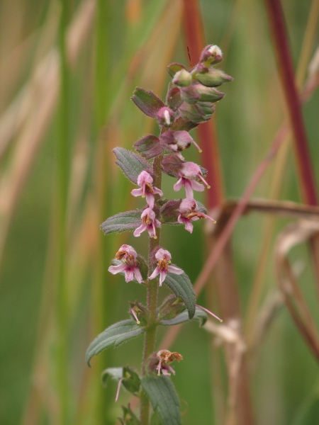 late red bartsia / Odontites vernus subsp. serotinus: Inflorescence of _Odontites vernus_ subsp. _serotinus_, the late-flowering subspecies.