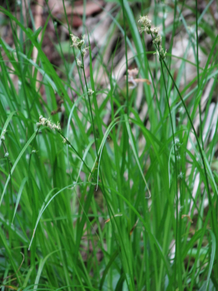 grey sedge / Carex divulsa: In _Carex divulsa_ subsp. _leersi_, which is more restricted to chalk and limestone, the lowest spikes are closer together and the ripe fruit spreads out from the spikelet axis.