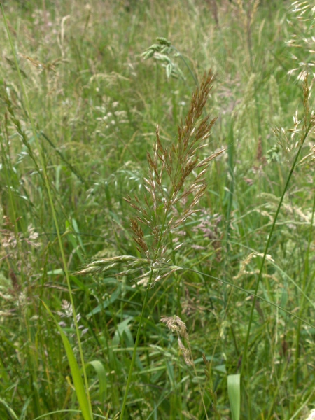 yellow oat-grass / Trisetum flavescens: Inflorescence