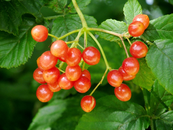 Asian guelder rose / Viburnum sargentii